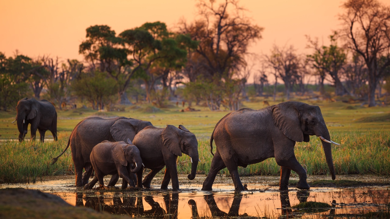 Warum Deutschland 20.000 Elefanten geschenkt bekommen könnte
