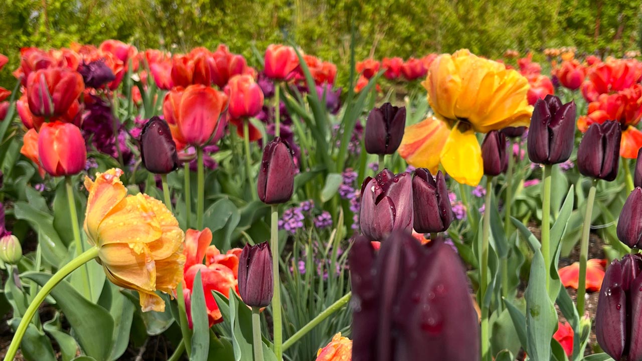 Die Landesgartenschau startet in Kirchheim