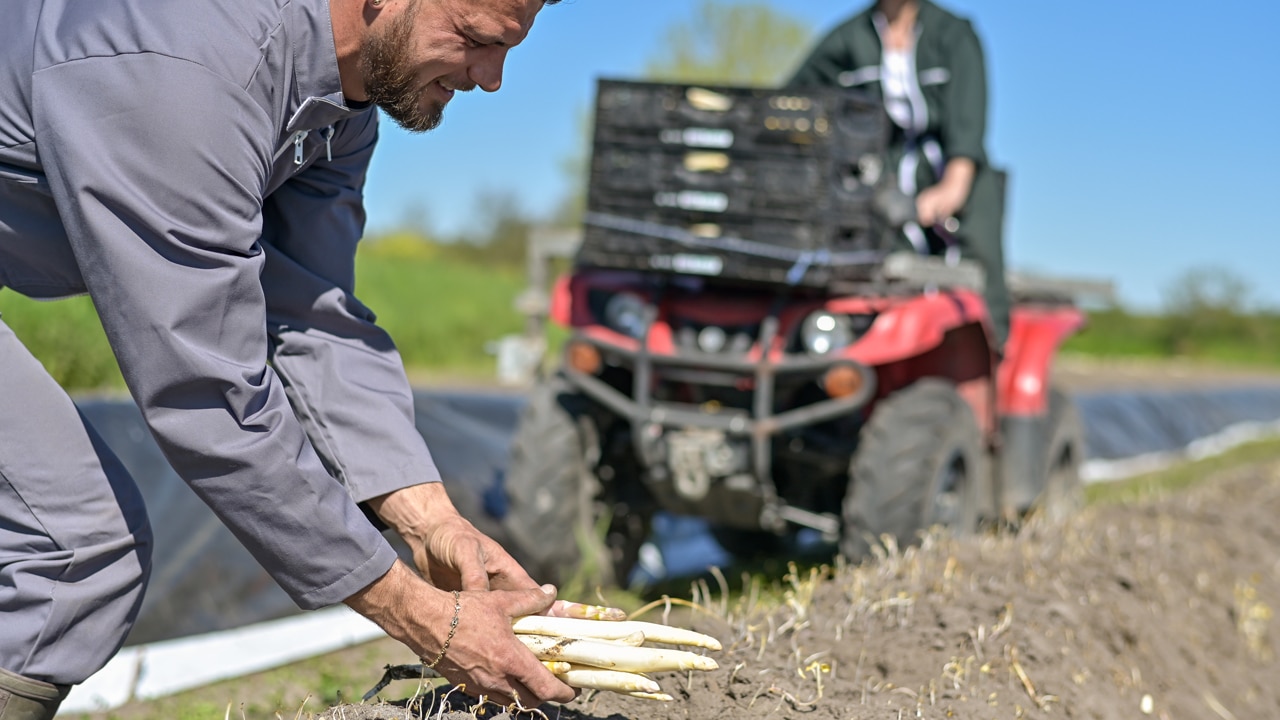 Was steckt hinter dem hohen Spargel-Preis?