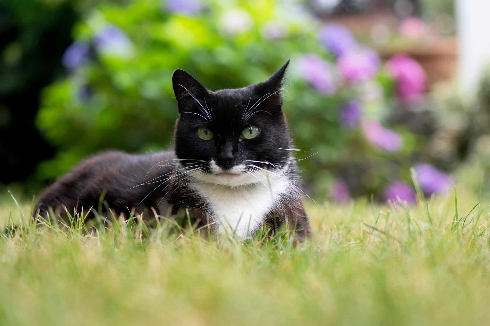 Tierschützer warnen vor Katzenschwemme