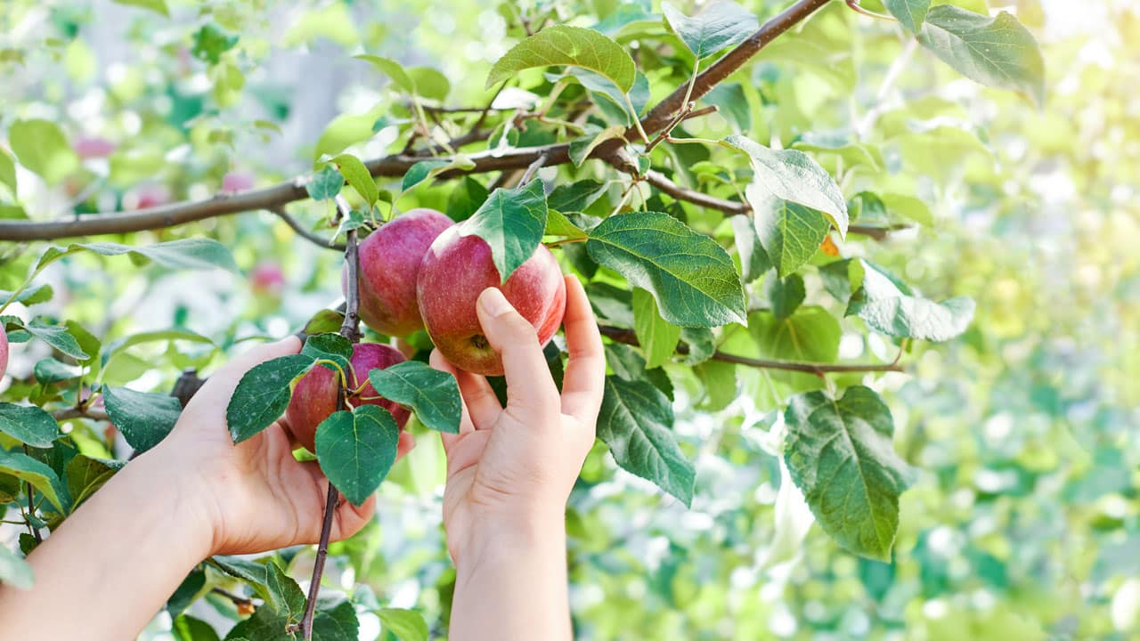 Mit Karte: Kostenlos Obst ernten in München
