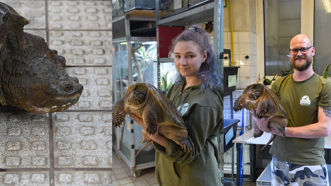 Exotische Schnappschildkröten durch Hochwasser angespült