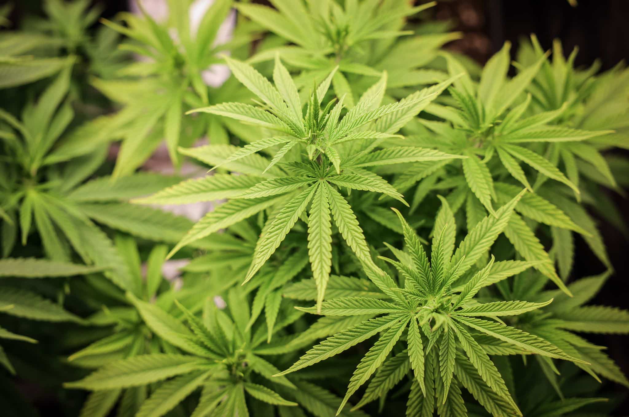 Cannabis-Anbauvereine können starten – aber wie?