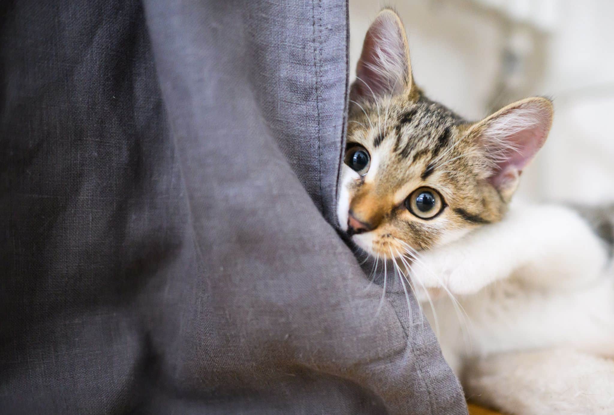 Warum Katzen an Möbeln kratzen – und was dagegen hilft