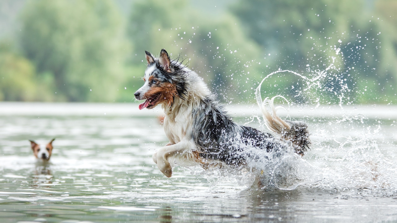 Badeseen für Hunde rund um München