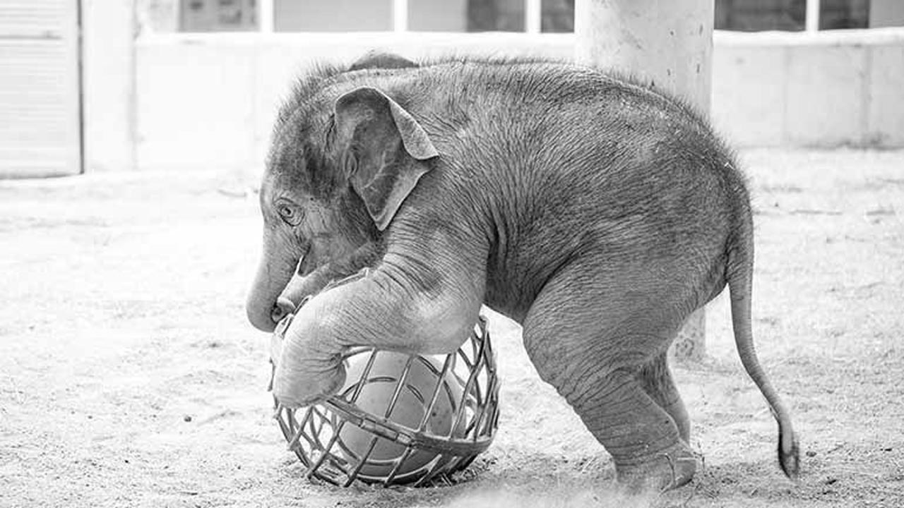 Trauer um Elefant Otto im Tierpark Hellabrunn