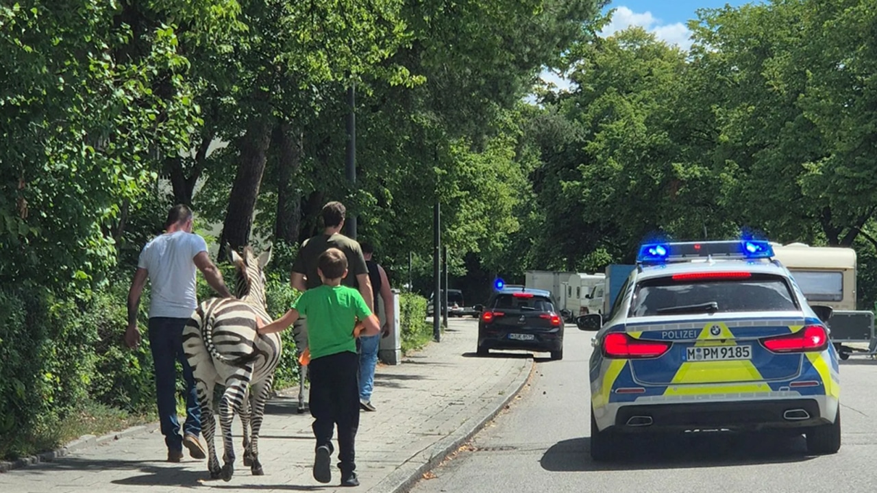Ausgebüxte Zebras flüchten in München vor der Polizei