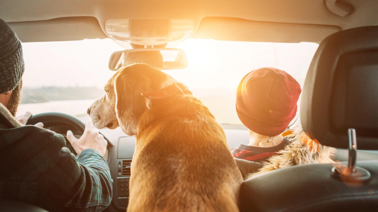Hitze im Auto: Was ihr mit Kindern oder Hunden beachten solltet