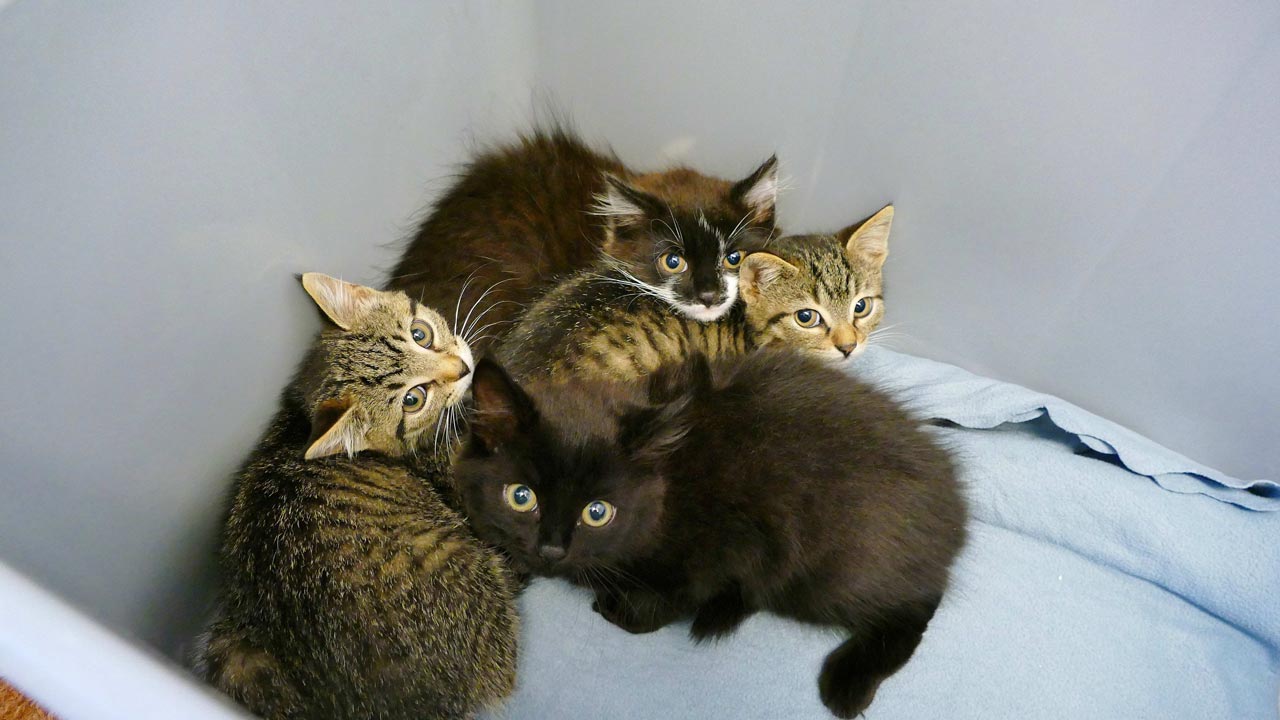 Münchner Tierheim überflutet mit Katzenbabys
