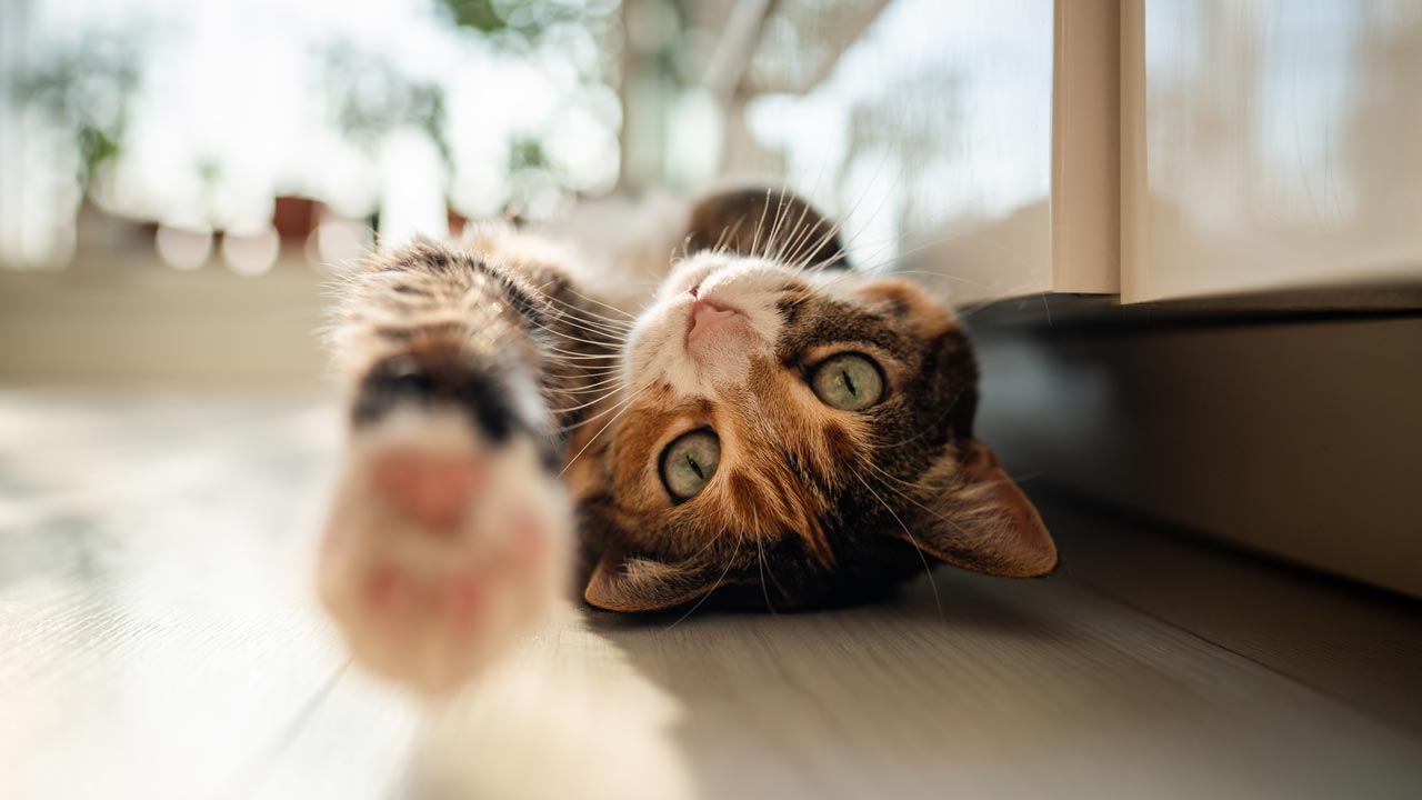 Wissenschaftler brauchen Euren Cat Content für die Forschung