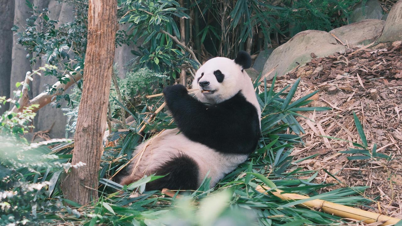 Tierpark Hellabrunn erwartet Pandazuwachs aus China