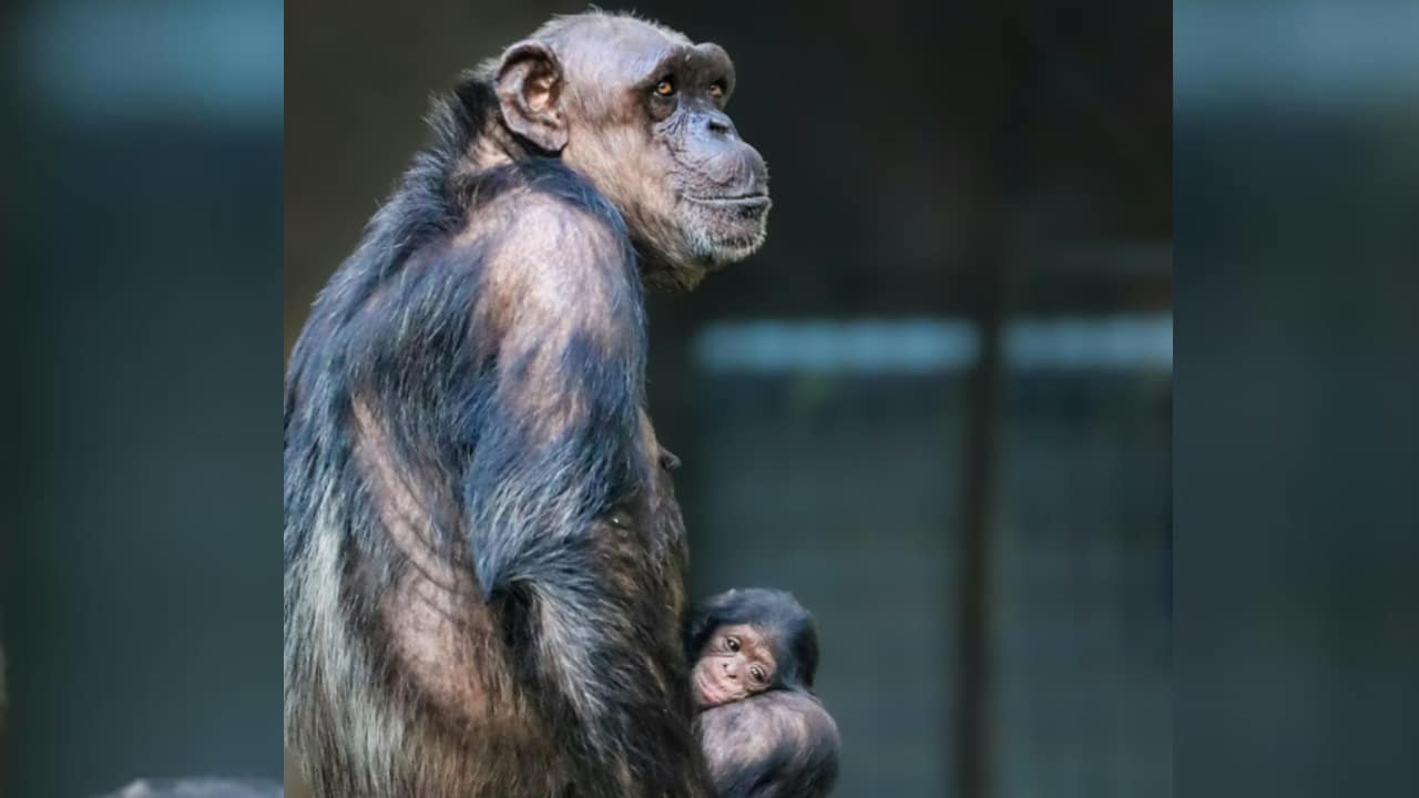 Schimpansenbaby im Tierpark Hellabrunn geboren
