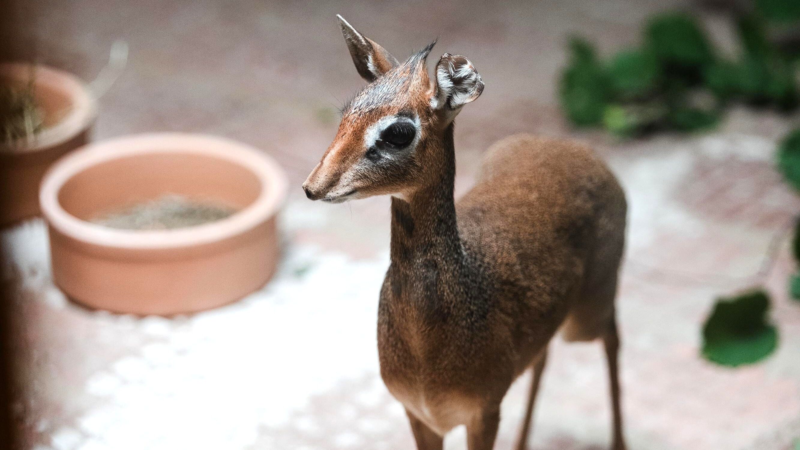 Tierpark Hellabrunn bekommt Zuwachs: Kirk-Dikdiks eingezogen