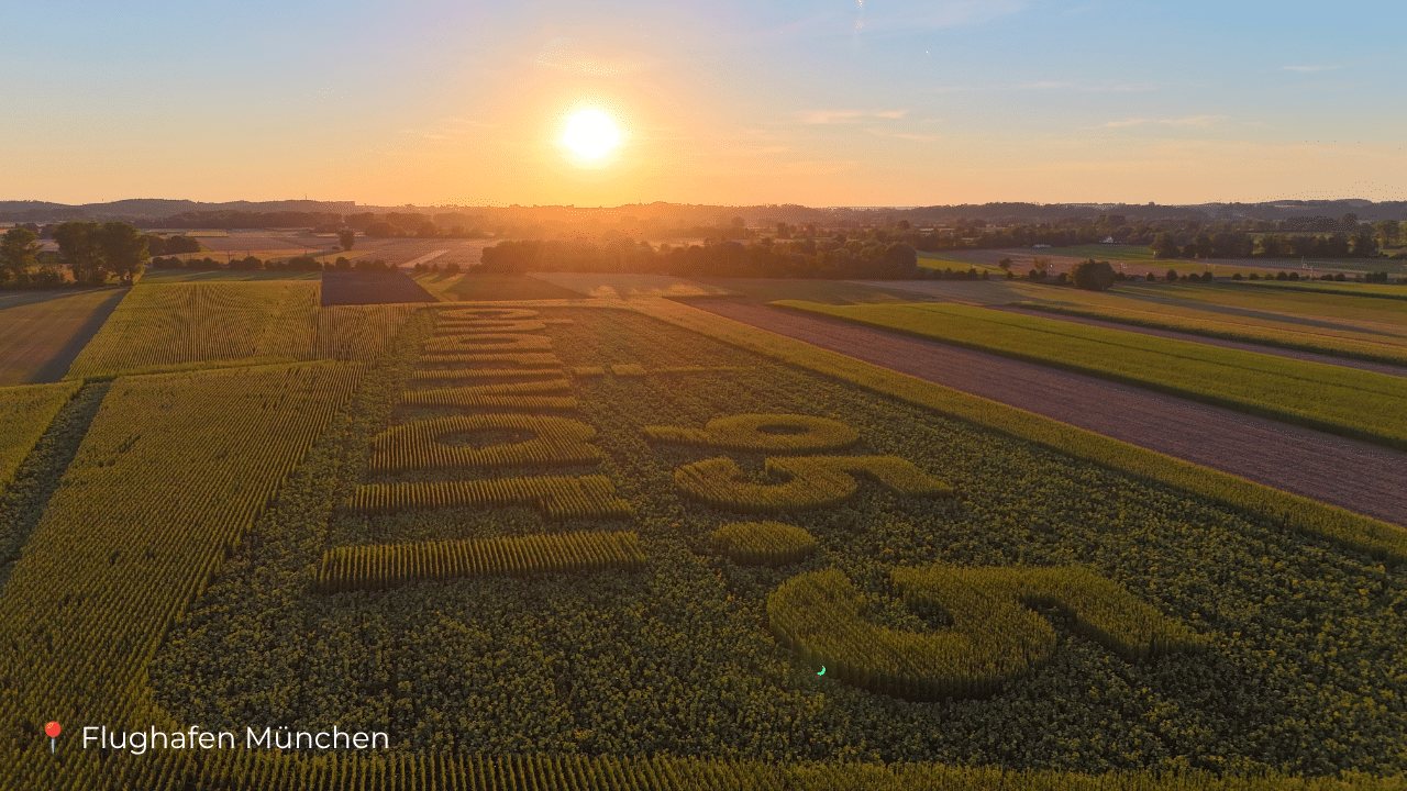 95.5 Charivari blüht auf: Unser Logo aus Millionen Sonnenblumen am Flughafen