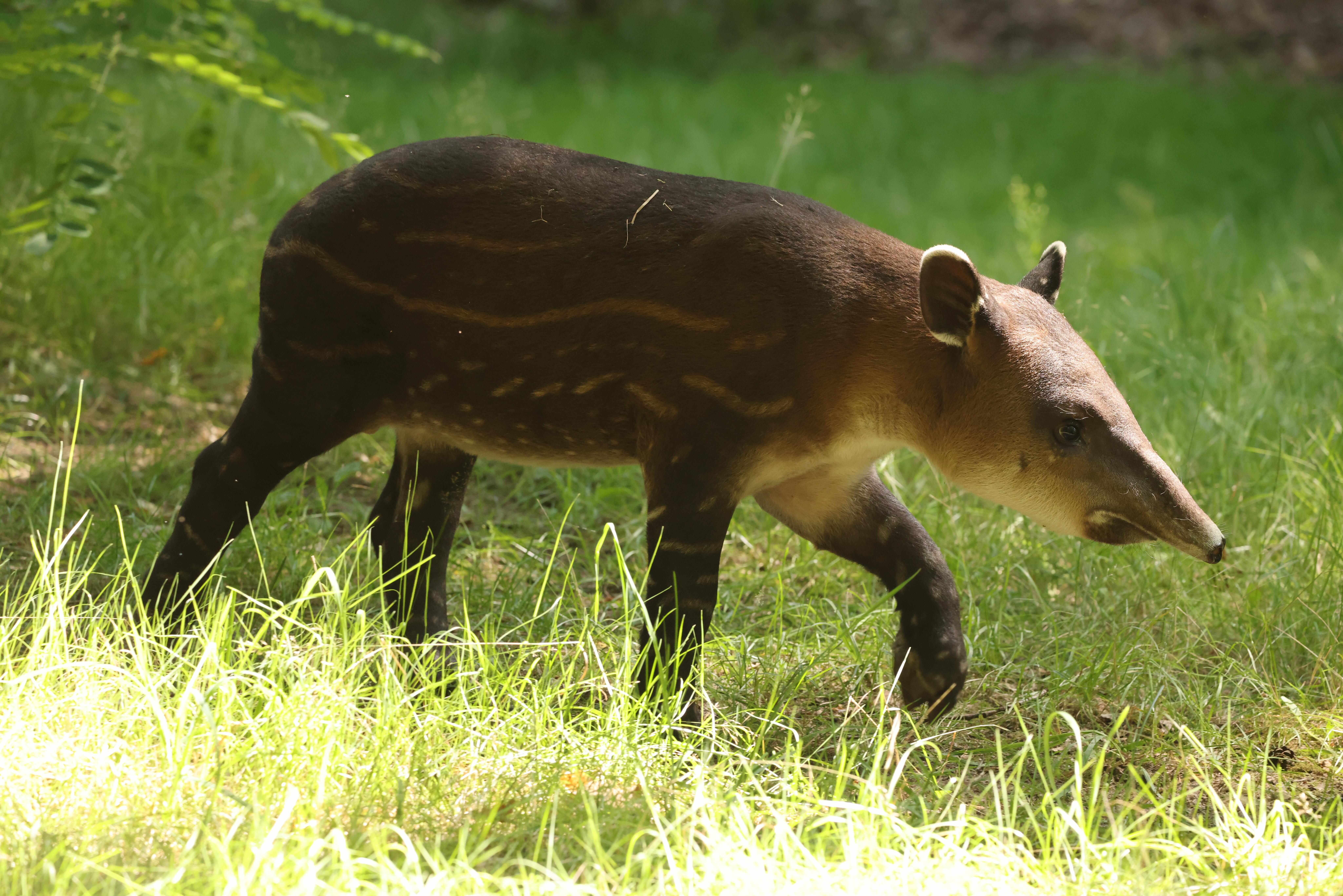 Tierpark Hellabrunn bekommt Neuzugang: Baird-Tapir zieht ins Nashornhaus ein
