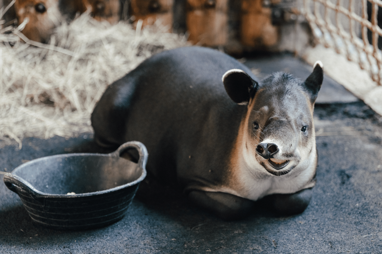 Tapir Hellabrunn
