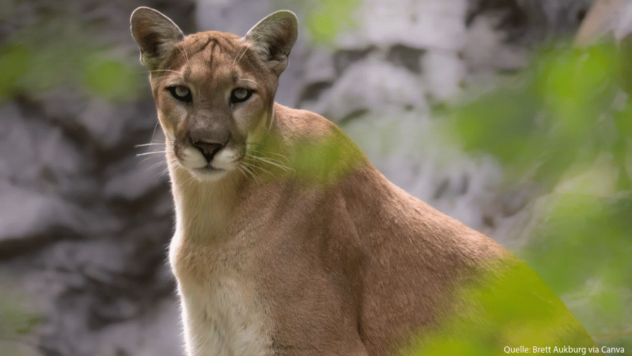 Raubtier-Alarm bei München: Möglicherweise freilaufender Puma nahe Flughafen gesichtet